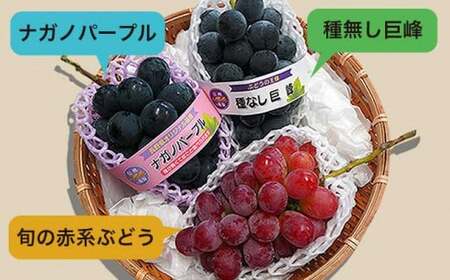 長野県産 旬のぶどう3種セット 種無し巨峰 ナガノパープル 赤系ぶどう 各1房 約1.5kg ［おぶせファーマーズ］ 詰め合わせ 詰合せ 食べ比べ 果物 フルーツ ぶどう 葡萄 クール便 冷蔵便 令和