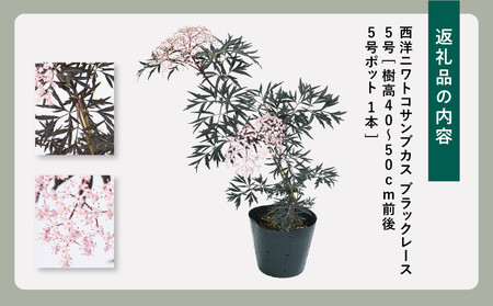 人気品種  西洋ニワトコサンブカス ブラックレース 5号 〈プラス樹〉