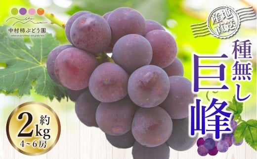 【先行予約】中村柿ぶどう園 種なし巨峰 4房から6房（約2kg） 【2026年8月上旬～9月上旬より順次発送予定】 葡萄 ぶどう ブドウ 果物 くだもの フルーツ 果実 福岡県 うきは市 冷蔵