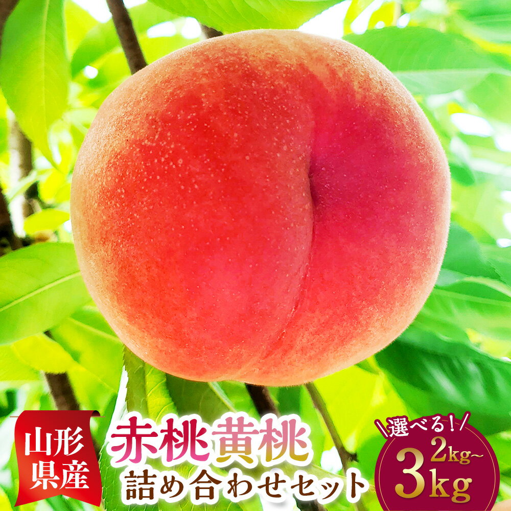 【ふるさと納税】【配送地域限定】園主が愛情を注ぎ込んだ【桃】2kg～3kg (赤桃・黄桃) 詰め合わせ 山形県産 【2025年8月発送予定】