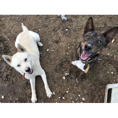 ふるさと納税 土佐清水市 ドッグフード 鹿肉ジャーキー(30g×3パック)鹿肉 ペット ジビエ 愛犬 イヌ 犬【R00051】 |  | 03