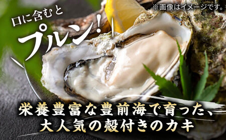 【先行予約】豊前海一粒牡蠣 3kg+かきナイフ付き [VAG007] 牡蠣