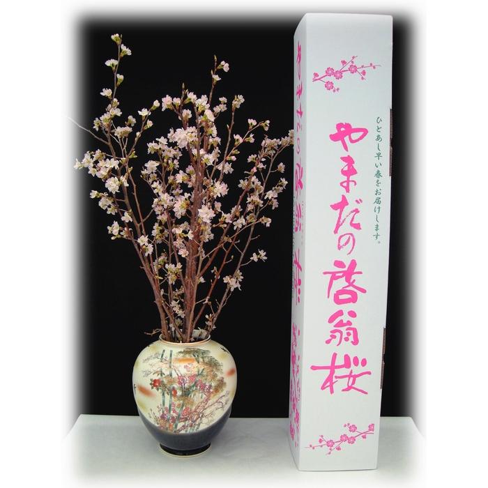 【ふるさと納税】【2026年発送】やまだの啓翁桜　6本 | フラワー 植物 プラント 人気 おすすめ 送料無料
