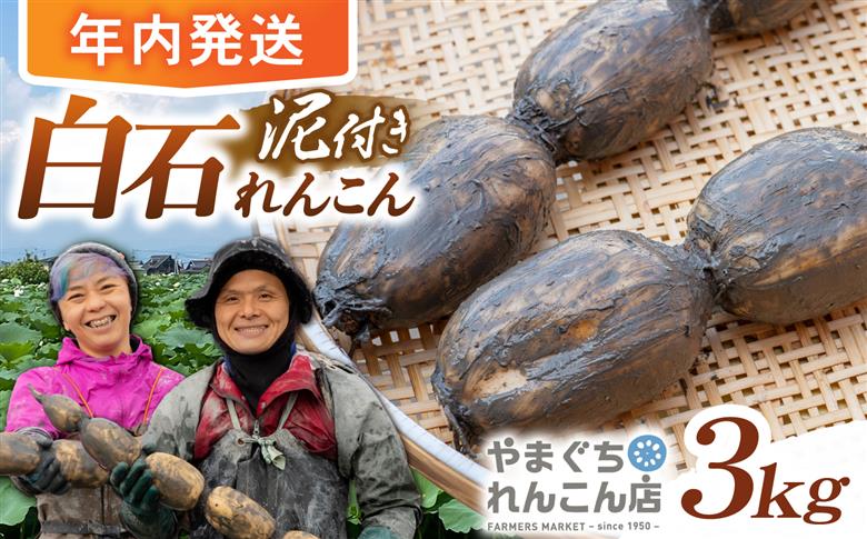 【先行予約 2026年10月～発送】【年内発送】【祖母は104歳 健康長寿の源！】 白石れんこん3kg 【やまぐちれんこん店】蓮根 レンコン 泥付き 根菜 野菜 佐賀県産 [ICT003]