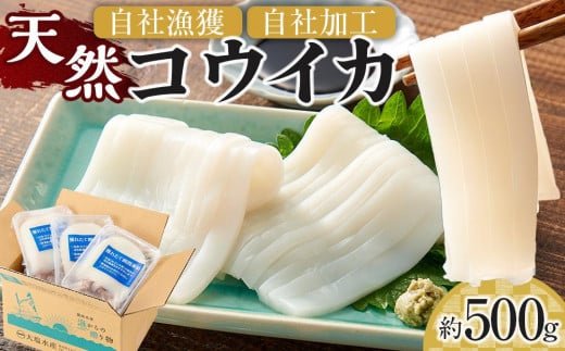 天然コウイカ 約500g いか