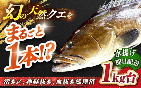 天然クエ（1キロ台・丸もの） 《壱岐市》【壱岐島　玄海屋】[JBS049] クエ 魚 刺身 しゃぶしゃぶ 81000 81000円  のし プレゼント ギフト 冷蔵配送 九州
