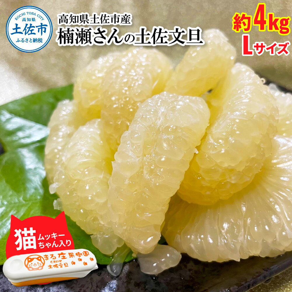 【ふるさと納税】楠瀬さん土佐文旦 約4kg Lサイズ 猫ムッキーちゃん入り 10玉前後 ぶんたん ブンタン フルーツ 柑橘 みかん 果物 くだもの 柑橘類 デザート 贈答用 プレゼント ギフト 家庭用 お取り寄せ 国産 常温 配送 故郷納税 ふるさとのうぜい 返礼品 高知県 土佐市