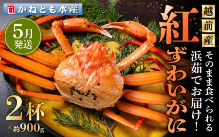 ≪浜茹で≫越前産 紅ずわいがに 約900g × 2杯 食べ方しおり付【5月発送分】【紅ズワイガニ カニ かに 蟹 姿 ボイル 冷蔵 福井県】希望日指定不可 [e14-x001_05]