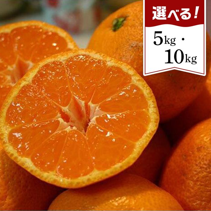 【ふるさと納税】和歌山産 みかん 秀品 【ヤマタ大谷商店】5kg／10kg | 和歌山県 和歌山市 和歌山 楽天ふるさと 納税 支援品 返礼品 お取り寄せグルメ お取り寄せ 取り寄せ グルメ フルーツ 果物 くだもの ミカン 蜜柑 柑橘類 かんきつ類