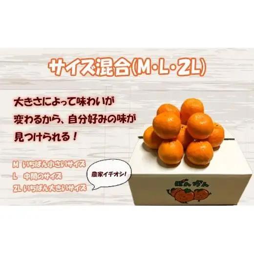 【 ぽんかん 】 ぽんかん早期予約訳あり5kg