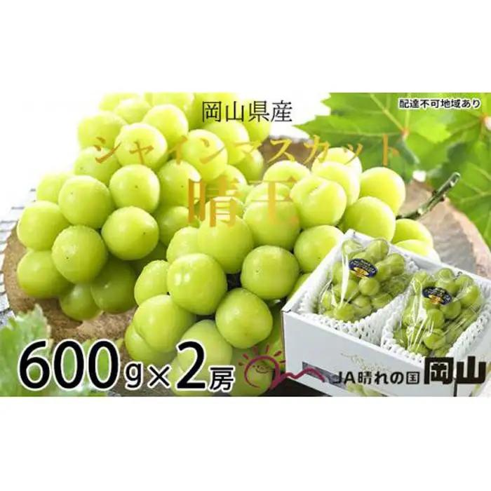 ぶどう 2026年 シャインマスカット 晴王 約600g×2房  葡萄  岡山県産 国産 フルーツ 果物 ギフト | シャインマスカット