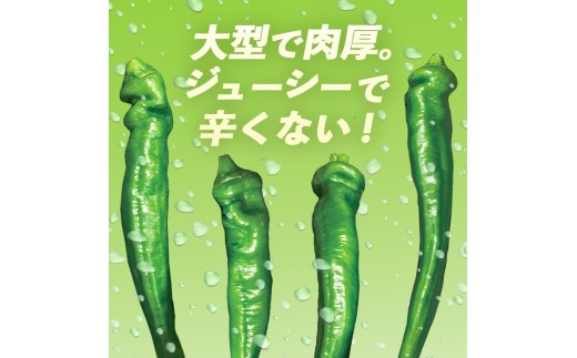  【2026年夏発送分】 万願寺甘とう 化粧箱入 秀品 1.2kg 野菜 万願寺 万願寺とうがらし 甘唐辛子 甘とう 辛くない 夏野菜 緑黄色野菜 伝統野菜 地場野菜 地物 農協直送 京野菜 特産品 