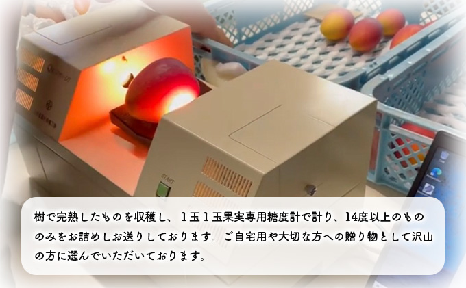 2024年 先行予約 アップルマンゴー 約2kg 4～6玉 セット 八重山マンゴー品評会総合1位を計3回獲得！高糖度保証！農園ファイミール 濃厚 果物 フルーツ