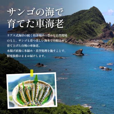 ふるさと納税 南さつま市 【鹿児島県産】冷凍 車海老 LLサイズ 600g (加熱用) |  | 03