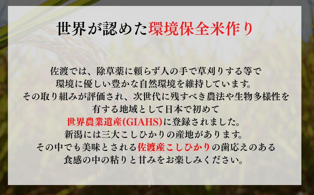 【令和7年度産米】佐渡産コシヒカリ そのまんま真空パック 900g×12袋セット