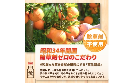 みかん農家坂元さんちの手作りジャム3個セット(無添加・無着色・無香料)  (坂元果樹園/IB043-013) マーマレード 手作り ジャム 無添加 柑橘 不知火 しらぬい はっさく ポンカン 金柑 キ
