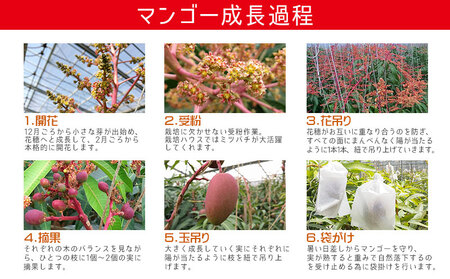 【2026年発送】　ご家庭で美味しく！アップルマンゴー約1kg【つは農園】 フルーツ 果物 期間限定 数量限定 先行予約 南国 プレゼント お土産 おみやげ ギフト くだもの 季節 おきなわ 青果 デ