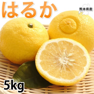 はるか みかん 5kg【2026年1月下旬から2026年4月下旬発送予定】(宇城市)【1590155】