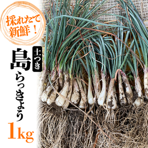 島らっきょう 1kg 期間限定 らっきょう ラッキョウ 辣韭 らっきょう酢 炒め物 天ぷら 国産 愛媛県産 愛媛県 松山市 松山市ふるさと納税返礼品【MSD006】