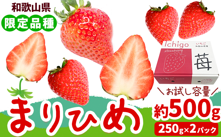 いちご まりひめ 約500g (250g×2パック) お試し パック 苺 イチゴ 紀の里農業協同組合《2026年2月中旬-3月末頃出荷》 和歌山県 紀の川市 青果物 果物 くだもの フルーツ スイーツ