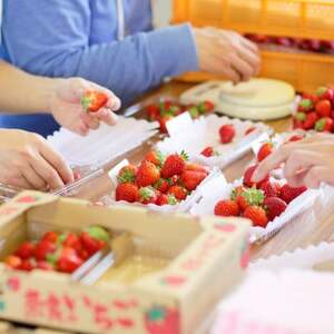 朝摘み!ふるさと納税上牧町　奈良県高級ブランド苺「古都華」250g×2パック(2L以上)【配送不可地域：離島・北海道・沖縄県】【1328296】