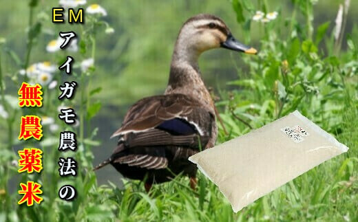 令和7年産 EMかもちゃん米「ミルキークイーン 5kg」【玄米】