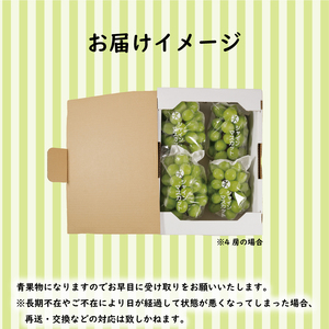 秀品 シャインマスカット 約2kg ( 4 ~ 6房 ) ぶどう 葡萄 マスカット フルーツ 果物 冷蔵 数量限定 おすすめ 愛媛県産 松山市 | ﾏｽｶｯﾄ ﾌﾞﾄﾞｳ ﾏｽｶｯﾄ ﾌﾞﾄﾞｳ ﾏｽ