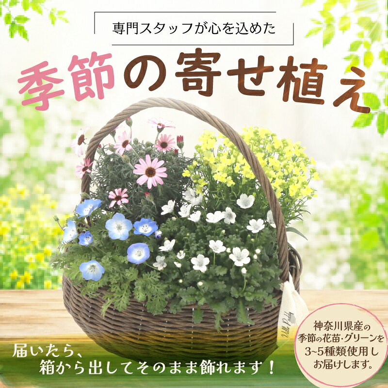 【ふるさと納税】 季節の寄せ植え おまかせ 季節 お花 寄せ植え 鉢植え 玄関 鉢花 ガーデニング フラワー ギフト 寄植え プレゼント おすすめ 花 贈答 玄関先 フラワー 植物 鉢 おしゃれ プランター 花壇 ポーチ 庭 お庭 花苗 お任せ グリーンピア 神奈川県 平塚市