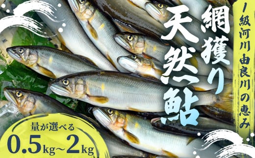 
            【2025年夏発送】 天然鮎 網獲り 約0.5～2kg（約7匹～44匹）【 由良川の網獲り 由良川漁協 鮮魚 生魚 活魚 あゆ 鮎 新鮮 魚 さかな 直送 綾部 京都 魚介 川魚 塩焼き 生あゆ 】
          