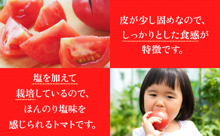 【2025年 発送 】 先行予約 北海道 伊達市 高糖度 トマト 北赤妃 きせき 約1kg  1箱 Mサイズ とまと 新鮮 ジューシー 産地直送
