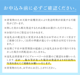 【2024年先行予約】【超大粒】山梨県産（明野産）生果　ブルーベリー500g