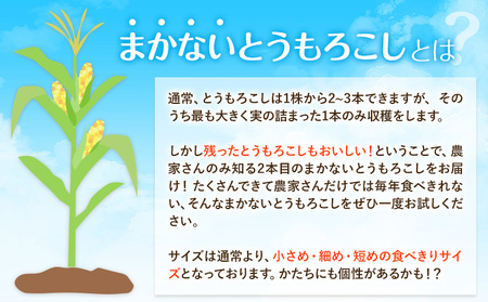 【先行予約】とうもろこし約3kg老沼利治《6月中旬-7月中旬頃出荷》朝採れスイートコーン