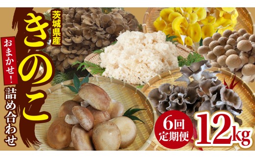 【 6ヶ月 隔月定期便 】 きのこ の 詰め合わせ Lサイズ 約2kg 大容量 キノコ 舞茸 あわび茸 たもぎ茸 しいたけ ぶなしめじ 花びら茸 セット 鍋 炒め物 茨城県 城里町産 定期便 (AU012)