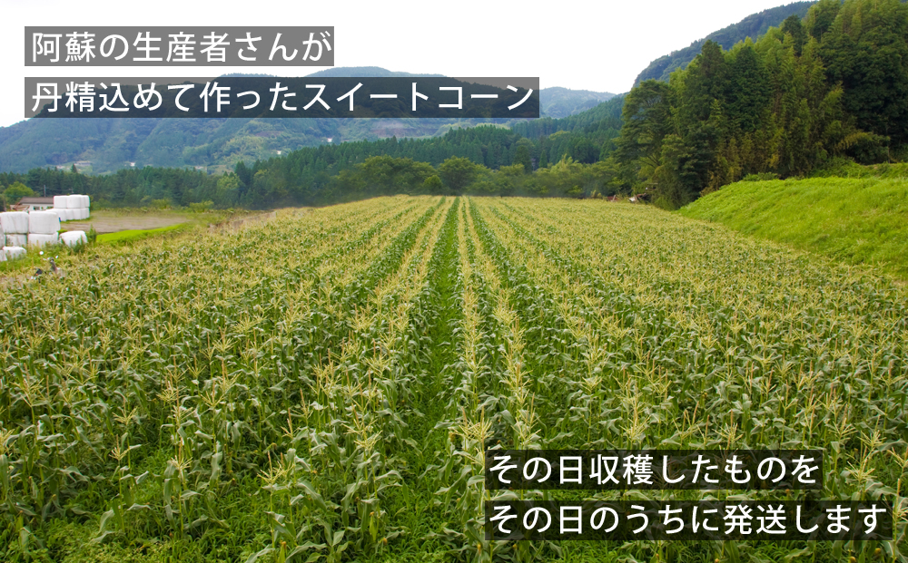 採れたて スイートコーン 5kg とうもろこし 恵味ゴールド 恵味スター ゴールドラッシュなど 甘い 野菜 新鮮 人気 旬 こだわり 期間限定 数量限定 熊本県 阿蘇市