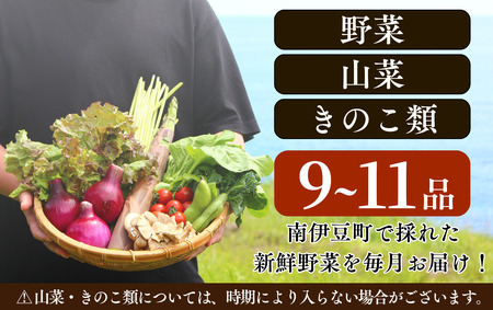 旬の野菜セット 3ヶ月の定期便　【 朝どれ 野菜 やさい 新鮮 】