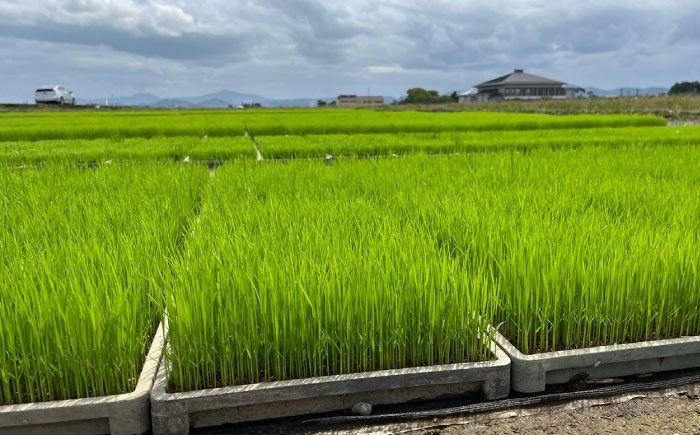 一鹿米 森のくまさん JAS米 玄米 20k【株式会社 夢アグリ】 [ZCL002]