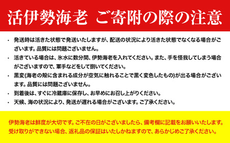 【数量限定】天然『活』伊勢海老 2kg  ( 6尾 ～ 10尾 ) 【配送不可地域：離島・北海道・沖縄県・東北・中国・四国・九州】寺田水産