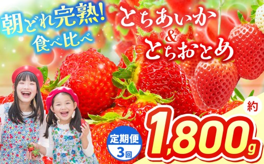【先行予約】【定期3回】いちご 選べる 定期便 とちあいか＆とちおとめ  選べる 内容量 食べ比べ 300g × 2 × 3箱 | 果物 くだもの フルーツ 野菜 やさい ヤサイ 苺 イチゴ いちご とちあいか とちおとめ  食べ比べ 新鮮 甘い 数量 限定 美味しい 果物 フルーツ デザート 栃木県 那珂川町 送料無料