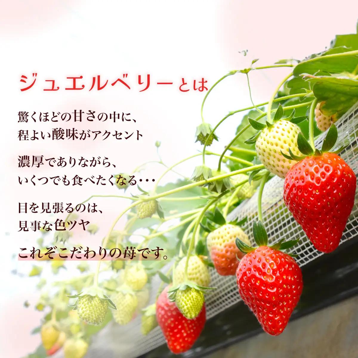 【先行予約】【1月下旬から発送】赤い宝石 おなぎ苺園のジュエルベリー 完熟いちご とちおとめ 約1kg（約500g×2） SMCO002