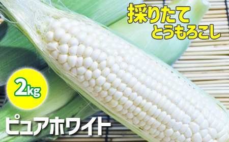 【早期予約】7月中旬発送開始予定 スイートコーン ピュアホワイト 2kg ／ みうら農園 とうもろこし トウモロコシ 産地直送 農家直送