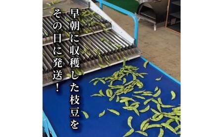 【数量限定】朝採りを産地から当日発送！ 新潟上越「高田圃場」の採れたて枝豆 たっぷり1.5kg 上越市 えだまめ