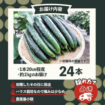 ふるさと納税 大館市 キュウリ 採りたてシャキ旨!24本 |  | 03