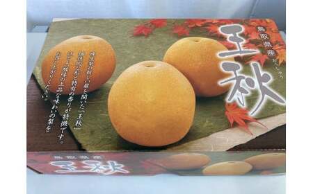王秋 3kg （生橋農園）梨 ナシ なし ブランド梨 王秋 おうしゅう 鳥取 果物 フルーツ 和梨 先行予約 数量限定 詰め合わせ 人気 甘い 梨 梨 梨 梨 梨 梨