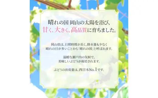 シャインマスカット 晴王 2房入り（合計約1kg）【2026年9月上旬～11月上旬発送予定】【シャインマスカット 果物 フルーツ 国産 人気 おすすめ 岡山県 倉敷市】