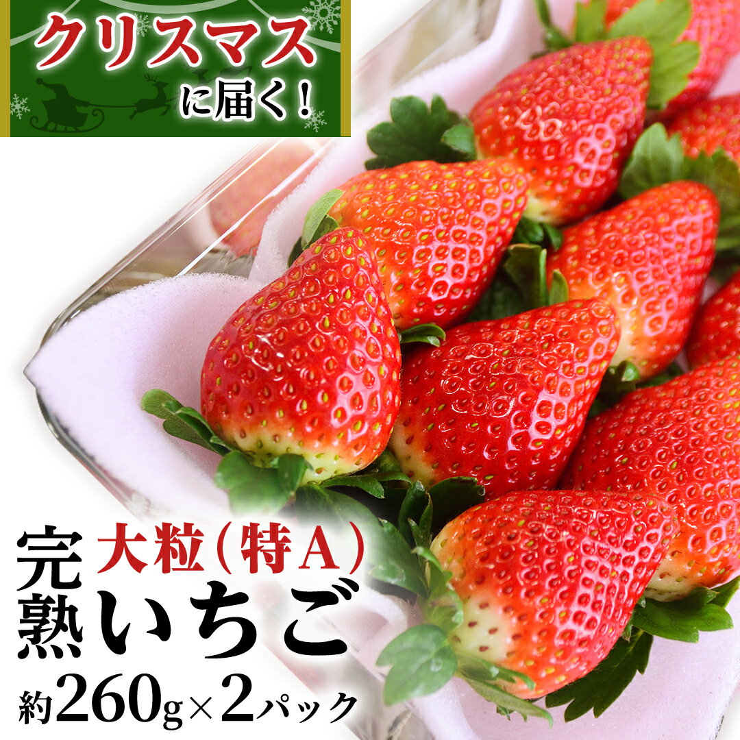 【ふるさと納税】クリスマス （12月25日）に 届く！ 完熟 いちご 2パック！ （1P 260g ） 数量限定 完熟いちご かおり野 とちおとめ やよいひめ 国産 いちご イチゴ 苺 旬のいちご 贈り物 果物 フルーツ 茨城県産 KEK