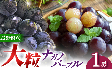 【先行予約】【９月上旬頃～発送予定】 ナガノパープル（1房） | 果物 くだもの フルーツ 葡萄 ぶどう ブドウ ナガノ パープル 長野県 塩尻市