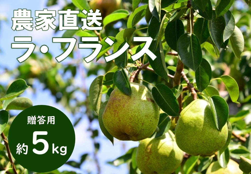 
            KL02-25A  洋梨 ラ・フランス 約5kg（12～18玉） 贈答 / 2025年10月中旬頃〜発送予定 // 長野県 南信州 松川町産 ギフト 洋梨 洋ナシ 洋なし ラフランス 農家直送 農家支援 贈答 果物 西洋梨 フルーツ
          