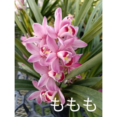 ふるさと納税 越知町 洋らん シンビジューム 「ももも」 2本立 |  | 01