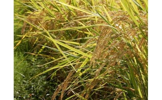 大和五條の「ゆめ野山米」 ヒノヒカリ 精米 5kg （5kg×1袋）【令和7年産】 | コメ 米 こめ 精米  ヒノヒカリ もちもち 奈良県  五條市