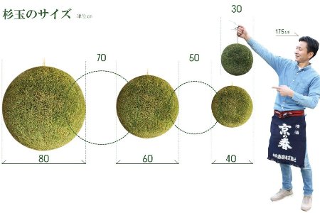 日本酒ライフに彩りを！杉玉直径30cm。自宅やお店のインテリアに。【67-1】